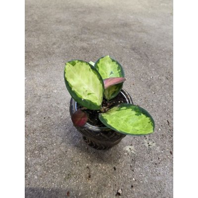 Hoya Australis Trikolor mini – Sleviste.cz