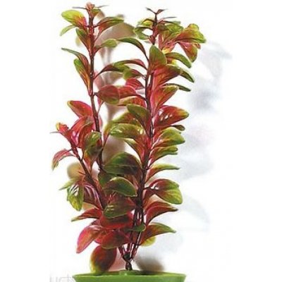 Hagen rostlina Red Ludwigia 50 cm