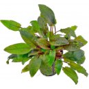 Akvarijní rostliny Cryptocoryne becketii - Kryptokoryna olivová