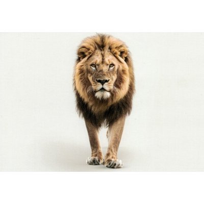 Pohlednice Lev 1 – Zboží Mobilmania