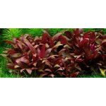 Alternanthera reineckii mini - Plevuňka reinekova mini – Zboží Dáma