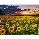 Gaira Diamantové malování Slunečnice D0795 – Sleviste.cz