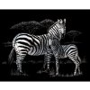 Škrábací  obrázek Royal & Langnickel Škrabací obrázek stříbrný Zebry