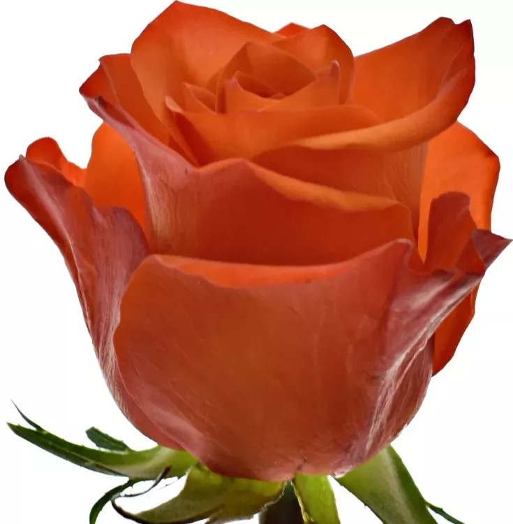 Oranžová růže PATZ 40cm (M) od 10 Kč - Heureka.cz