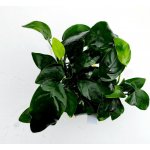 Anubias barteri nana 5 cm – Sleviste.cz