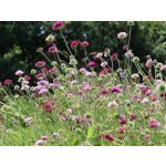 Knautia macedonica 'Melton Pastels' Velikost hrnku: 0,5 l – Hledejceny.cz
