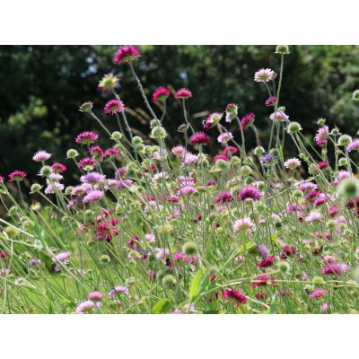Knautia macedonica 'Melton Pastels' Velikost hrnku: 0,5 l – Hledejceny.cz