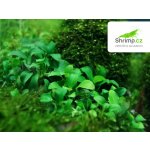 Anubias nana mini – Zboží Dáma