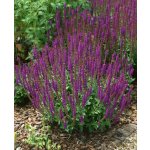 Šalvěj hajní 'Plumosa' 1 ks – Hledejceny.cz