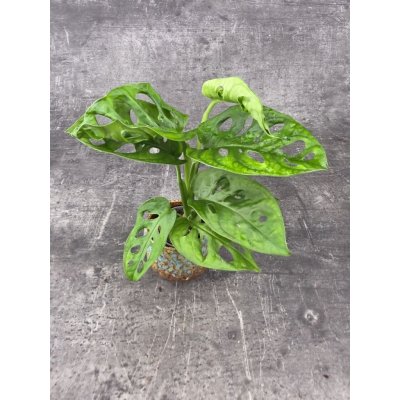 Monstera Adansonii Monkey Mask mini – Zboží Dáma