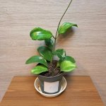 Hoya Quinquenervia "S" č1 – Hledejceny.cz