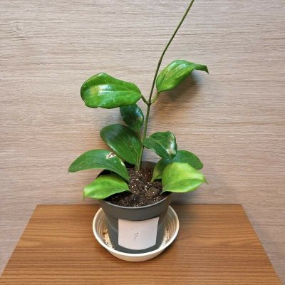 Hoya Quinquenervia "S" č1 – Hledejceny.cz