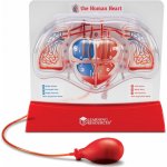 Montessori Krevní oběh v srdci – Sleviste.cz