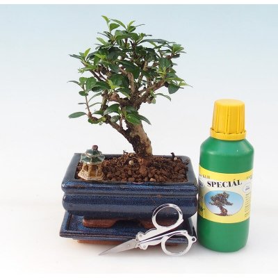 e-bonsai Bonsai dárková sada - Čaj- fuki - Carmona microphylla – Sleviste.cz
