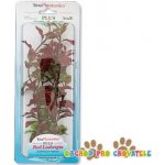 Tetra rostlina Red Ludwigia 23 cm – Sleviste.cz