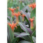 Tulipán 'Rigas barikades' 5 ks – Zboží Dáma