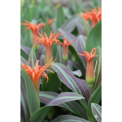 Tulipán 'Rigas barikades' 5 ks – Zboží Dáma