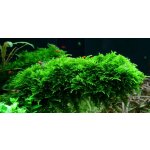 Vesicularia dubyana mini Christmas – Sleviste.cz