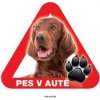 Autovýbava Grel nálepka na plech pozor pes v autě irský setr