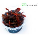 Alternanthera reineckii Purple – Zboží Dáma