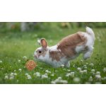 Trixie Míček přírodní hračka pro hlodavce kokosová vlákna/mořská tráva ø 6 cm – Zbozi.Blesk.cz