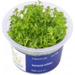 Hottonia inflata - Žebratka zploštělá – Zboží Dáma