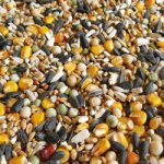 Avicentra Classic Holub 25 kg – Zboží Mobilmania