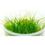 Eleocharis pusilla – Zboží Dáma