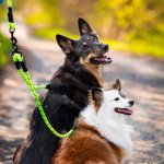 Vsepropejska Fera rozdvojka na vodítko pro psa – Zboží Mobilmania