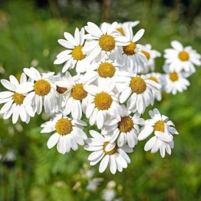 Bio Heřmánková voda Matricaria chamomilla 1 l – Zboží Dáma