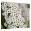 Foto pozadí Jansen Display Potištěná látková dělící stěna 150-150 Oboustranný Bílé květiny Spirea