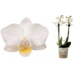 Orchidej Můrovec, Phalaenopsis Kolibri Samoa, 2 výhony, bílá – Zboží Mobilmania