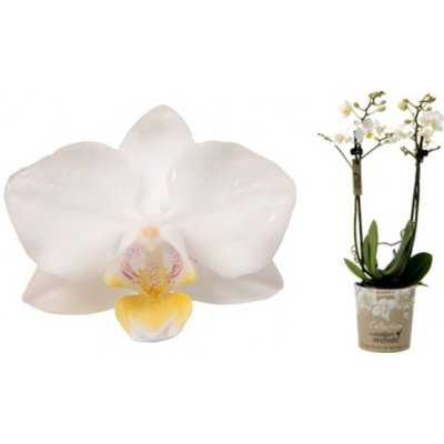 Orchidej Můrovec, Phalaenopsis Kolibri Samoa, 2 výhony, bílá – Zboží Mobilmania