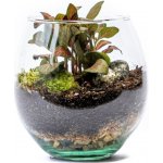 Gardners Skleněná váza boule, průměr 13 cm - osázené vlhkomilně – Hledejceny.cz