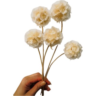 Sušená Scabiosa bělená/smetanová 5ks – Sleviste.cz