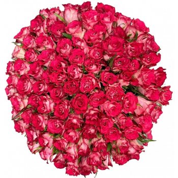 Kytice 100 růžových růží CROSSFIRE 60 cm