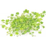 Hydrocotyle tripartita - Pupečník trojdílný – Hledejceny.cz