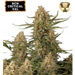Seedstockers BCN Critical XXL semena neobsahují THC 5 ks – Zboží Dáma