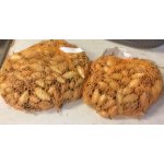 Cibule sazečka ozimá Shakespeare 250 g – Sleviste.cz