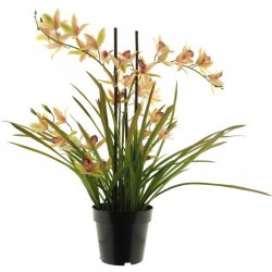 Orchidej (phalaenopsis) rostlina v květínáci krémová 71 cm (N519763)