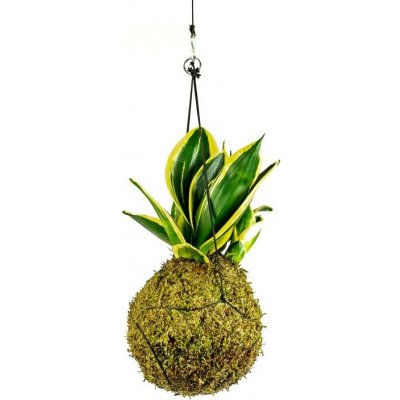 Gardners Kokedama Sansevieria Hahnii (M) Sanseveria, Tchýnin jazyk, Tenura 1 ks – Zboží Mobilmania