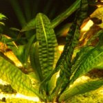 Aponogeton bolivianus – Zboží Dáma