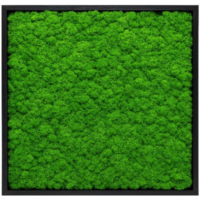 Mechový obraz – mini čtverec – lišejník Velikost: 40x40cm – Zboží Dáma