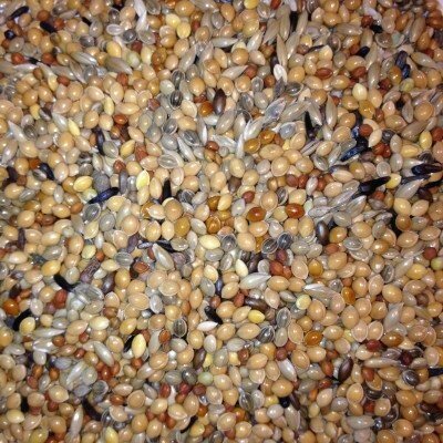 Avest Směs Zebřička 06 Astrild 20 kg – Hledejceny.cz