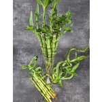 LUCKY BAMBOO 45 cm spiral – Zboží Dáma