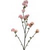 Květina Střemcha - Prunus Limoges velká růžová / krémová V130 cm