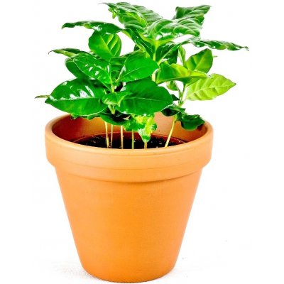 Gardners Coffea arabica, průměr 9 cm Kávovník arabský – Zboží Mobilmania