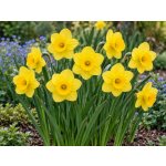 Narcis 'Sun disc' 5 ks – Hledejceny.cz