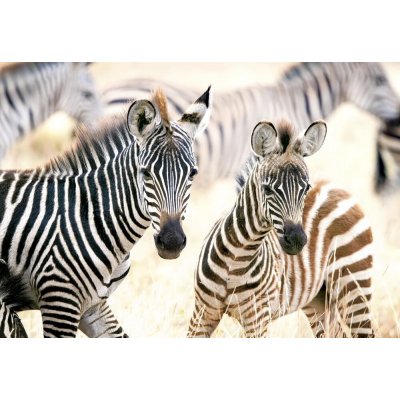 Castorland Mláďata zebry 1000 dílků