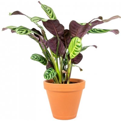 Gardners Ctenanthe Burle-marxii, průměr 12 cm Ktenante – Hledejceny.cz